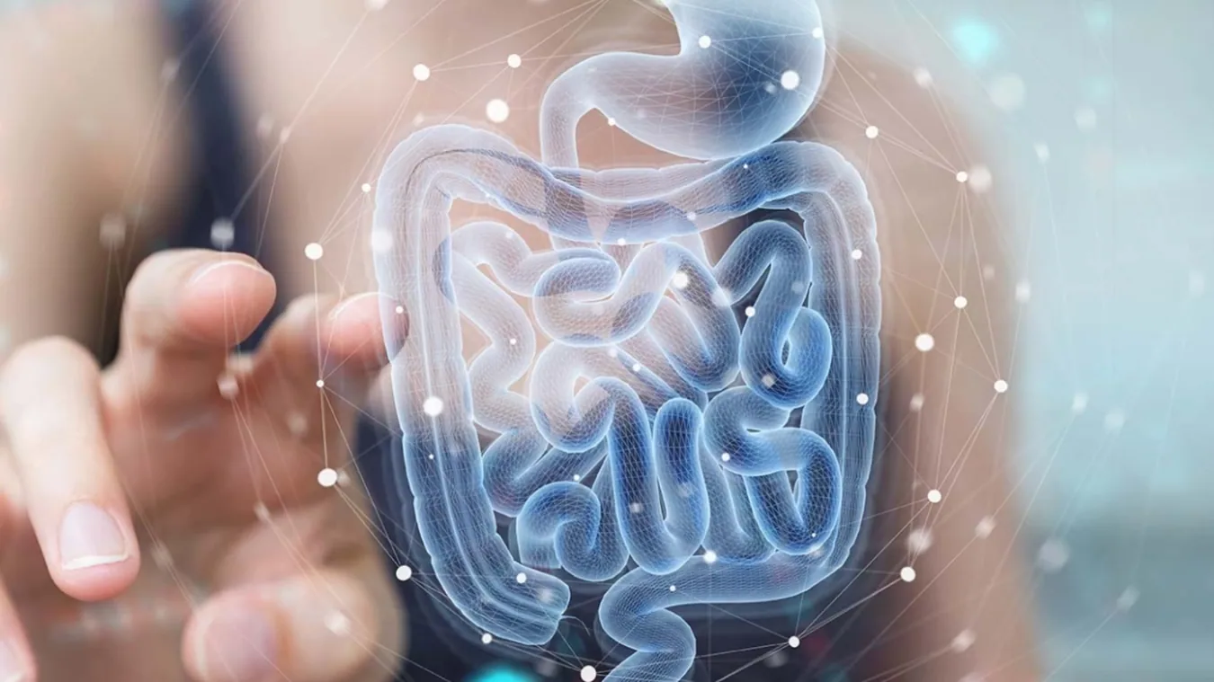 Illustration de l’écosystème intestinal